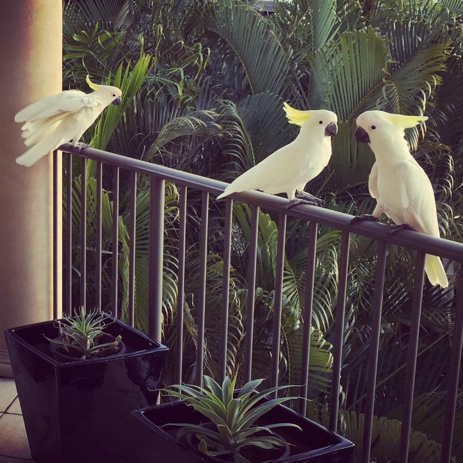 Island Views Bed and Breakfast Airlie Beach Exteriör bild